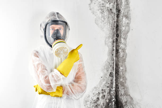 Best Attic Mold Removal in Loganville, PA