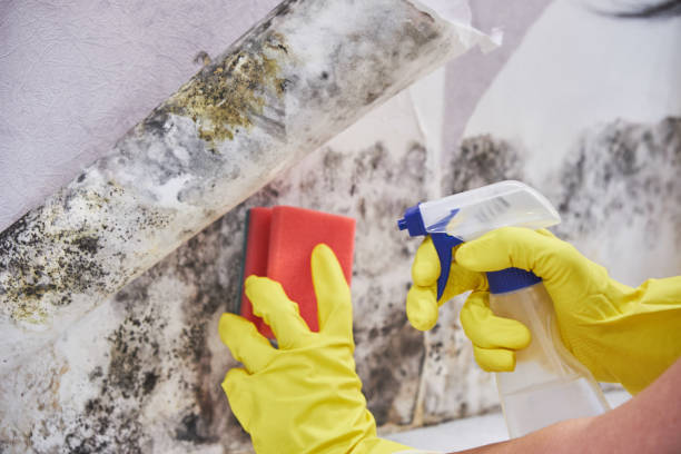 Best Asbestos and Lead Testing During Mold Inspection in Loganville, PA